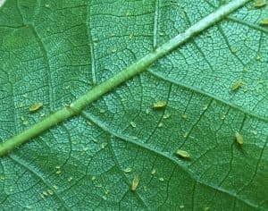 Yellow pecan aphid adults and nymphs on a bright green pecan leaf.