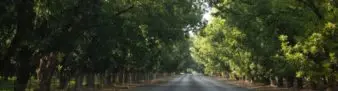 Photo of a road lined with pecan trees