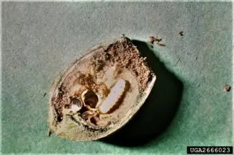 Nut curculio larva hollows out the inside of a shelled pecan.