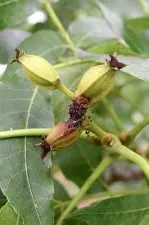 A nut cluster with 3 developing nuts. At the base of the cluster is webbing and black gunk. The bottom nut has turned a light brown near its base, indicating PNC larvae has burrowed inside.