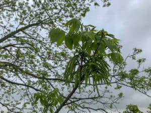 Catkins hanging on a 'Sioux' pecan tree
