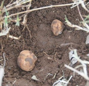 Figure 6. After a truffle dog locates the underground truffles, left, one can remove the top 3-5 cm of soil to find them as loose, potato-like structures. Truffles should be washed and cleaned before they are consumed fresh. Tests show that cleaned pecan truffles can be stored in a refrigerator for up to 2-3 weeks without a significant loss of aroma and texture.
