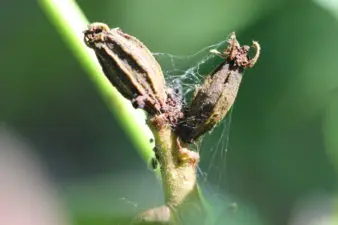 Two pecan nutlets extremely damaged by pecan nut casebearer.