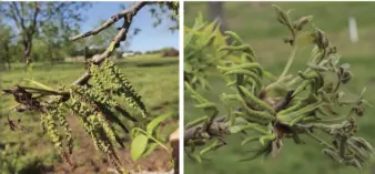Two photos of damaged flowers on 'Pawnee' and 'Kanza' after a spring freeze.
