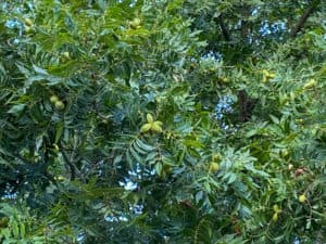 This tree has a very heavy crop load with many clusters with 4 to five shucks. The grower will need to thin these nuts to maintain their crop.