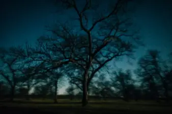 Nighttime in a native pecan orchard. Wild hogs often come into orchards and groves at night to feed.