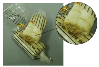 Indian meal moth infested this peanut butter candy bar; the larvae are occupying the front end of these bars and got in through the bad packaging. (Photo by Bill Ree)
