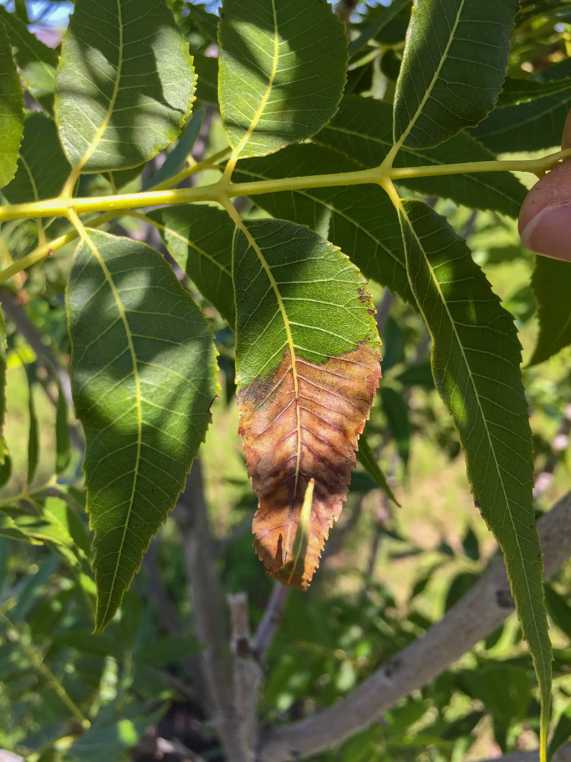 A leaf that has turned a splotchy brown from the tip and into its middle.