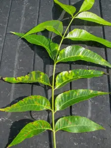 Paraquat drift injury to pecan foliage.
