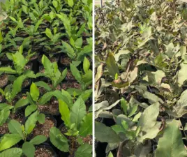 Side-by-side images of young container trees that wilted after being irrigated with poor water.