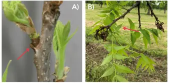 Two photos side by side show the before and after a freeze of secondary buds on a pecan tree.