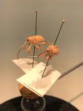 Two adult pecan weevils on display.