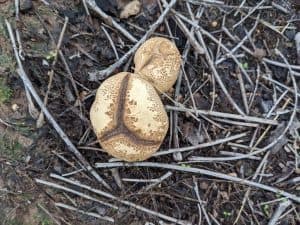 Two mushrooms growing together in a pecan orchard.