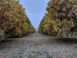 An orchard in Arizona during the fall.
