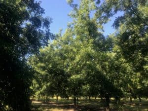 A row of mature trees in a southeastern orchard. These trees show regrowth after receiving hedge pruning in the winter. Now trees are shading out the middle.