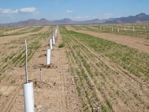 Young pecan trees were planted alongside drilled seeds in a western pecan orchard with sandy soils.