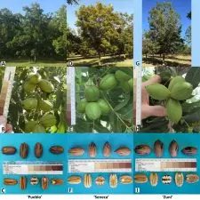 Figure 1—A side-by-side comparison of the canopy, typical nut cluster development, and nut and kernel characteristics of 'Pueblo,' 'Seneca,' and 'Zuni.' (Figure by Warren Chatwin)