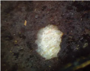 The view from inside a pecan looking at a hole that was not created by pecan weevil.