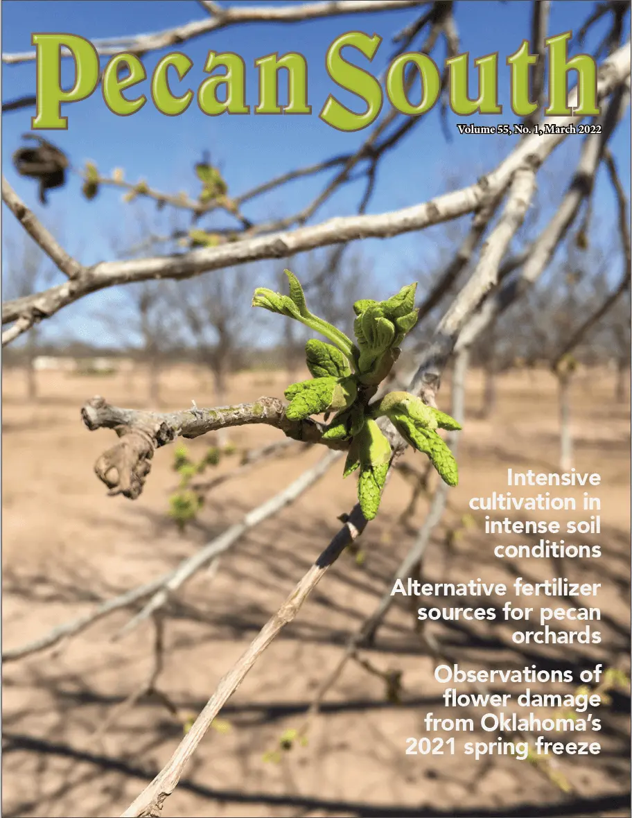 The cover of the March 2022 issue of Pecan South features a close-up of budding catkins on a bare pecan tree. The Pecan South logo sits at the top of the cover and three cover lines are listed in the bottom right corner. The cover lines read: "Intense cultivation in intense soil conditions," "Alternative fertilizer sources for pecan orchards," and "Observations of flower damage from Oklahoma's 2021 Spring Freeze."