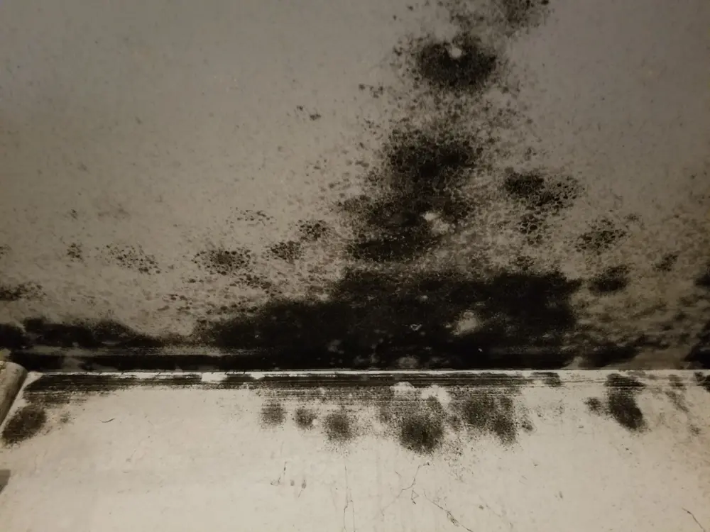 mold