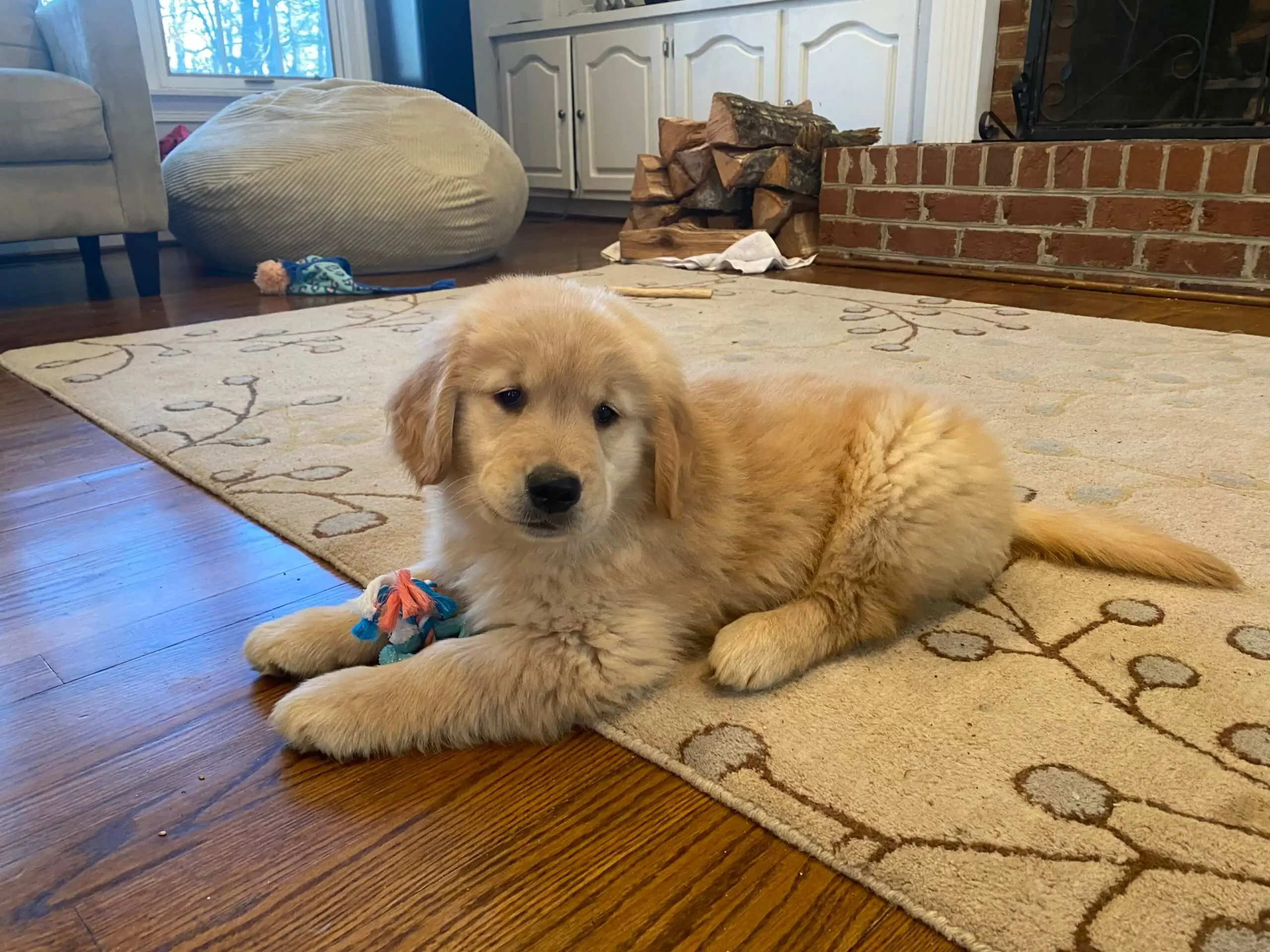 A puppy sitting on the carpet
