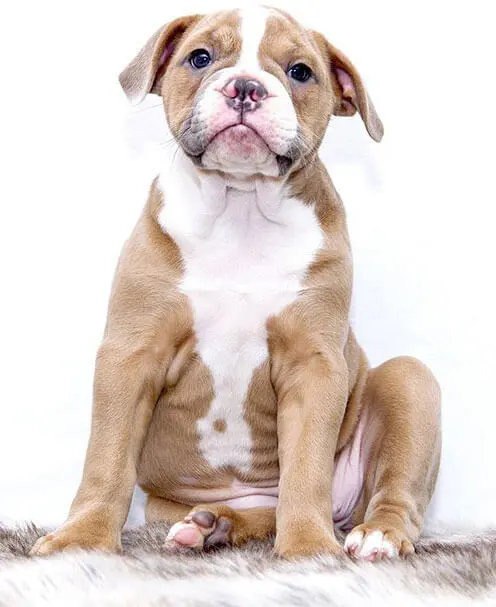 Puppy Boot Camp