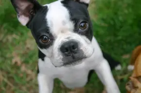 Fun (and Informative) Dog Training!