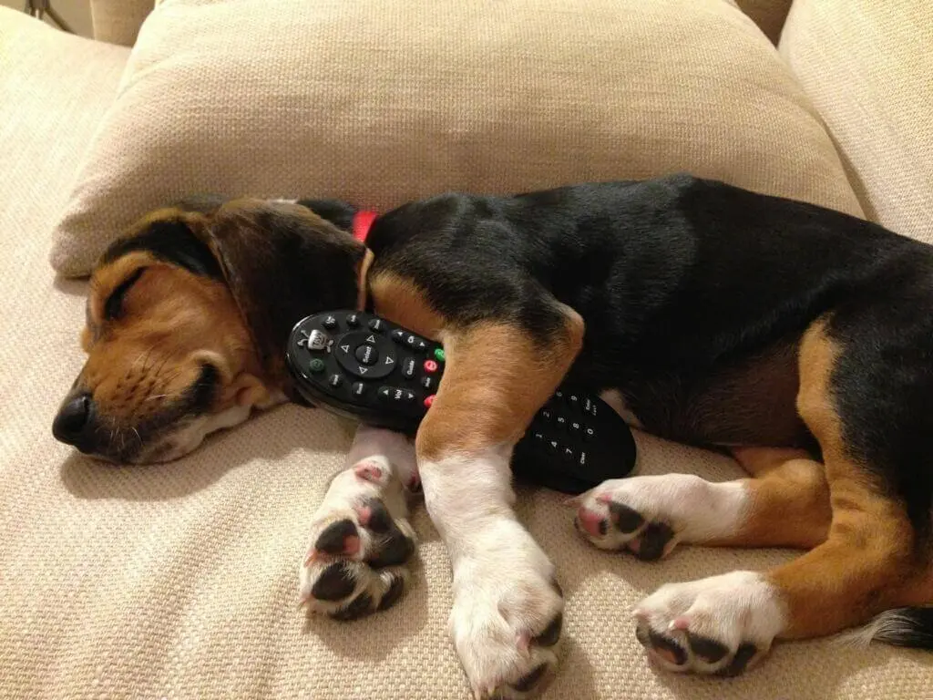 New Puppy Training