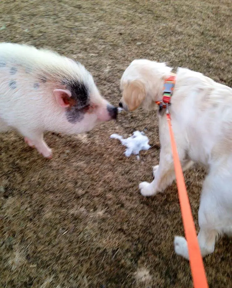 New Puppy Training
