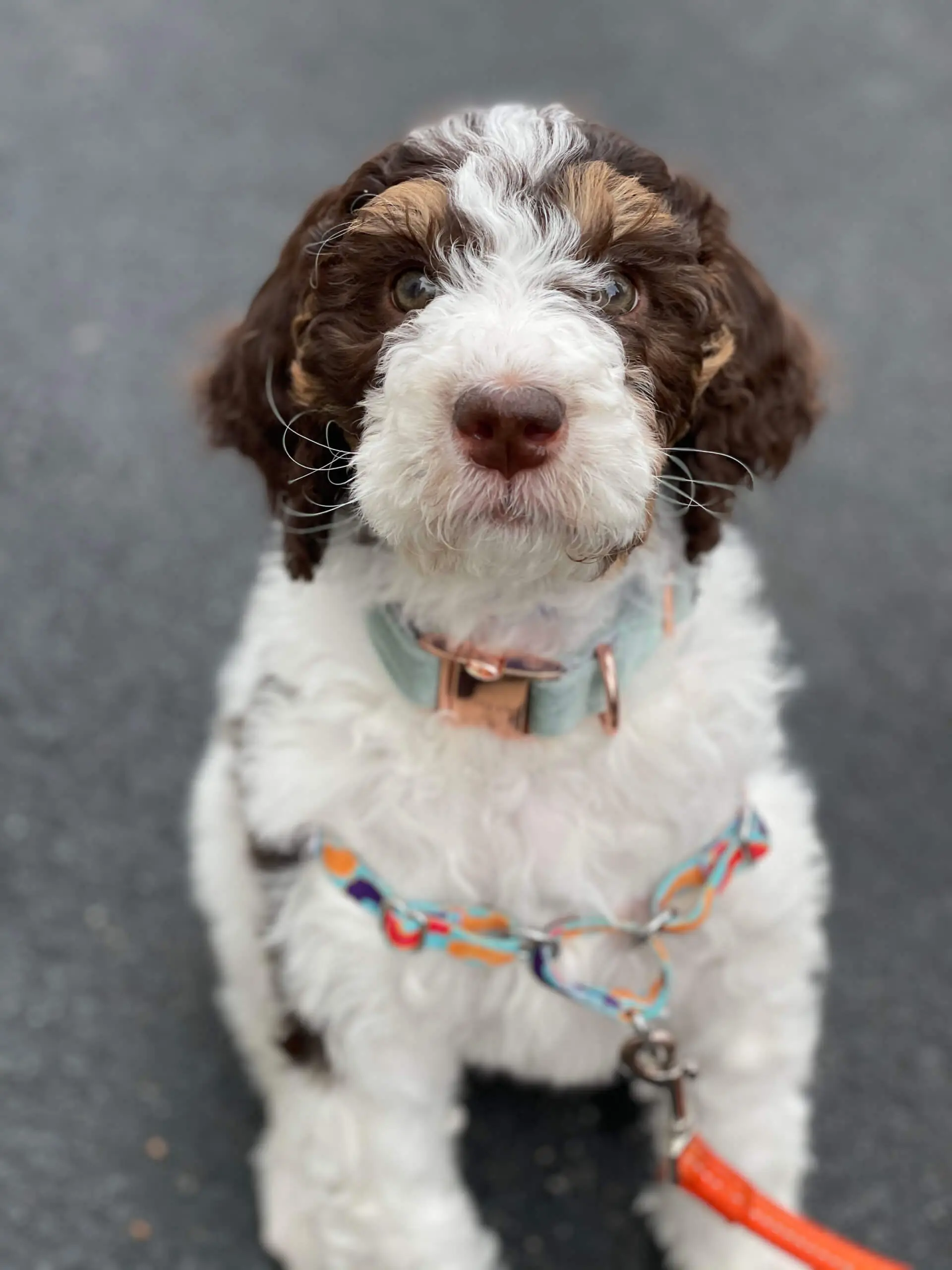 Puppy training