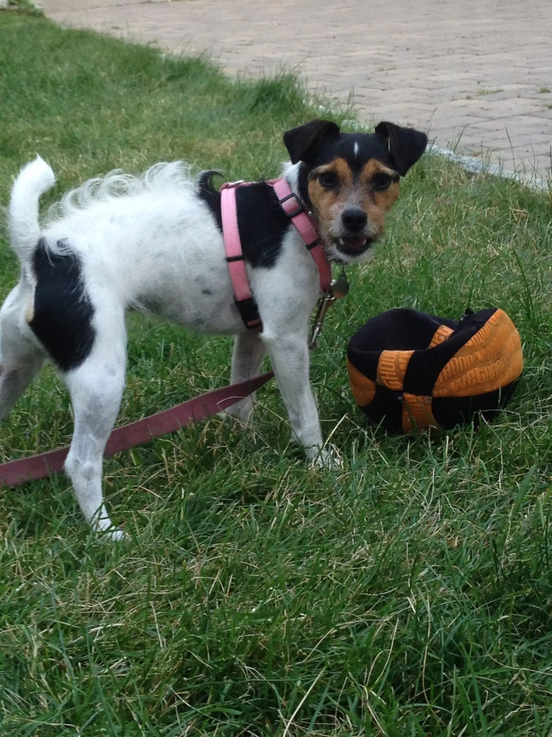 Dog in the park