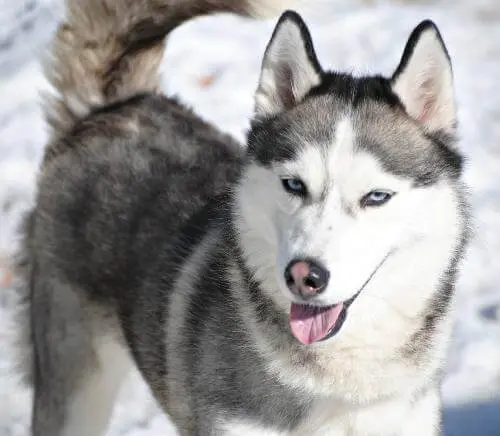 Dog-to-dog Aggression Case – 3 incidents prior to training