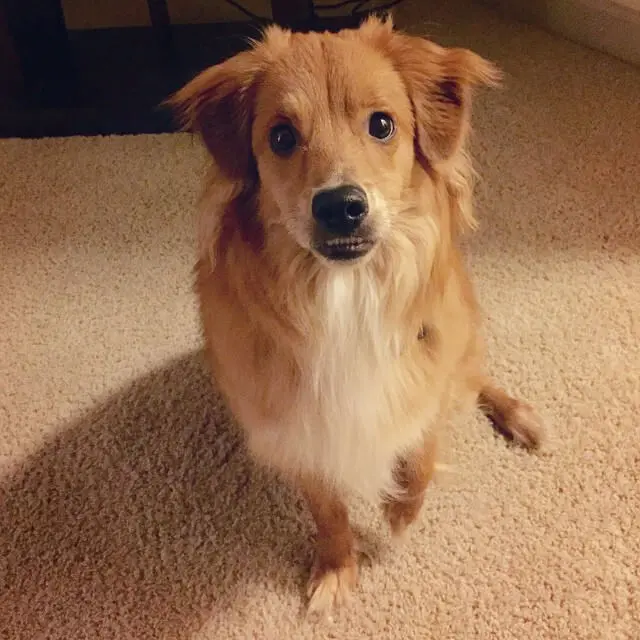 Shy Dog Training