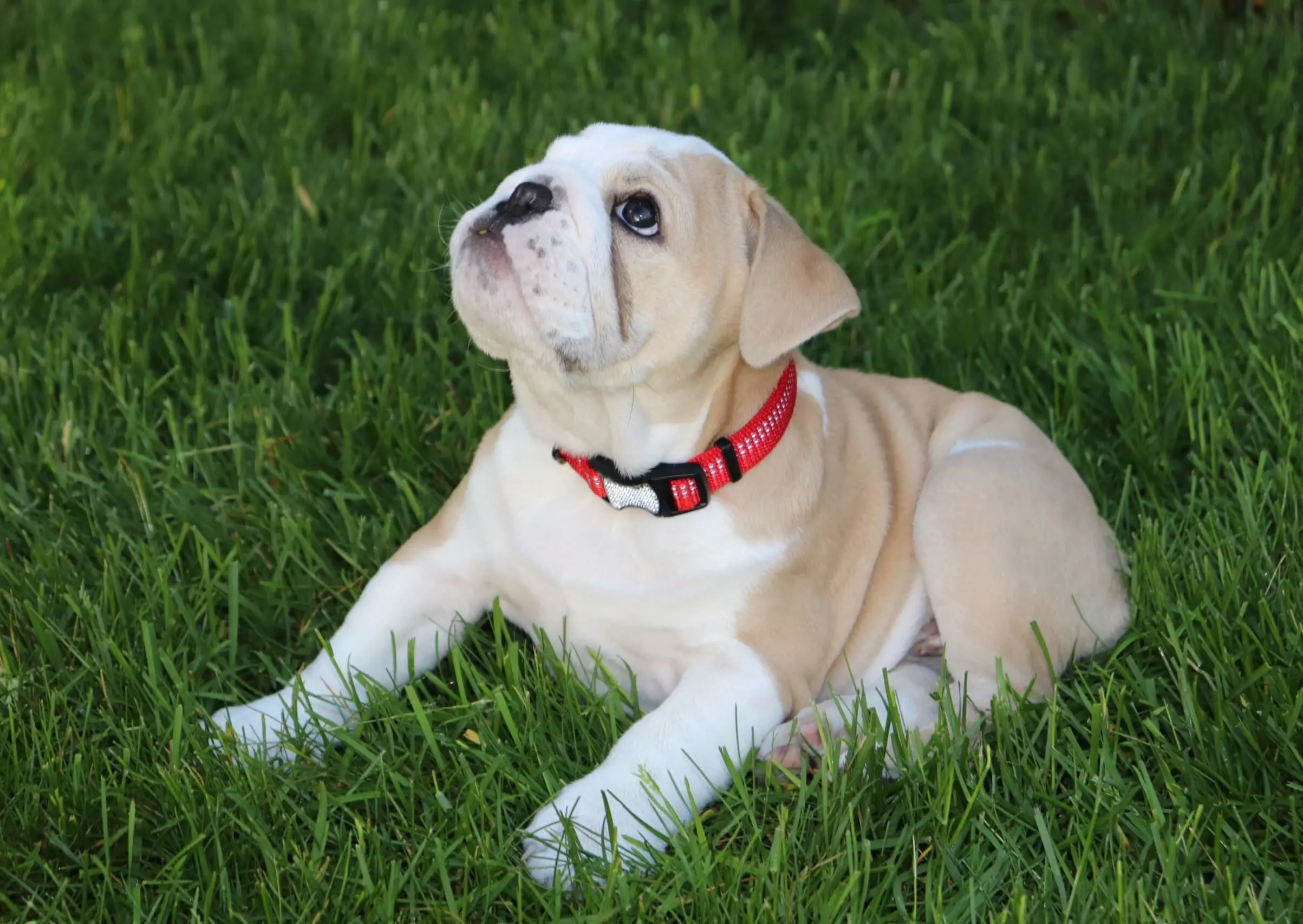 Dog image