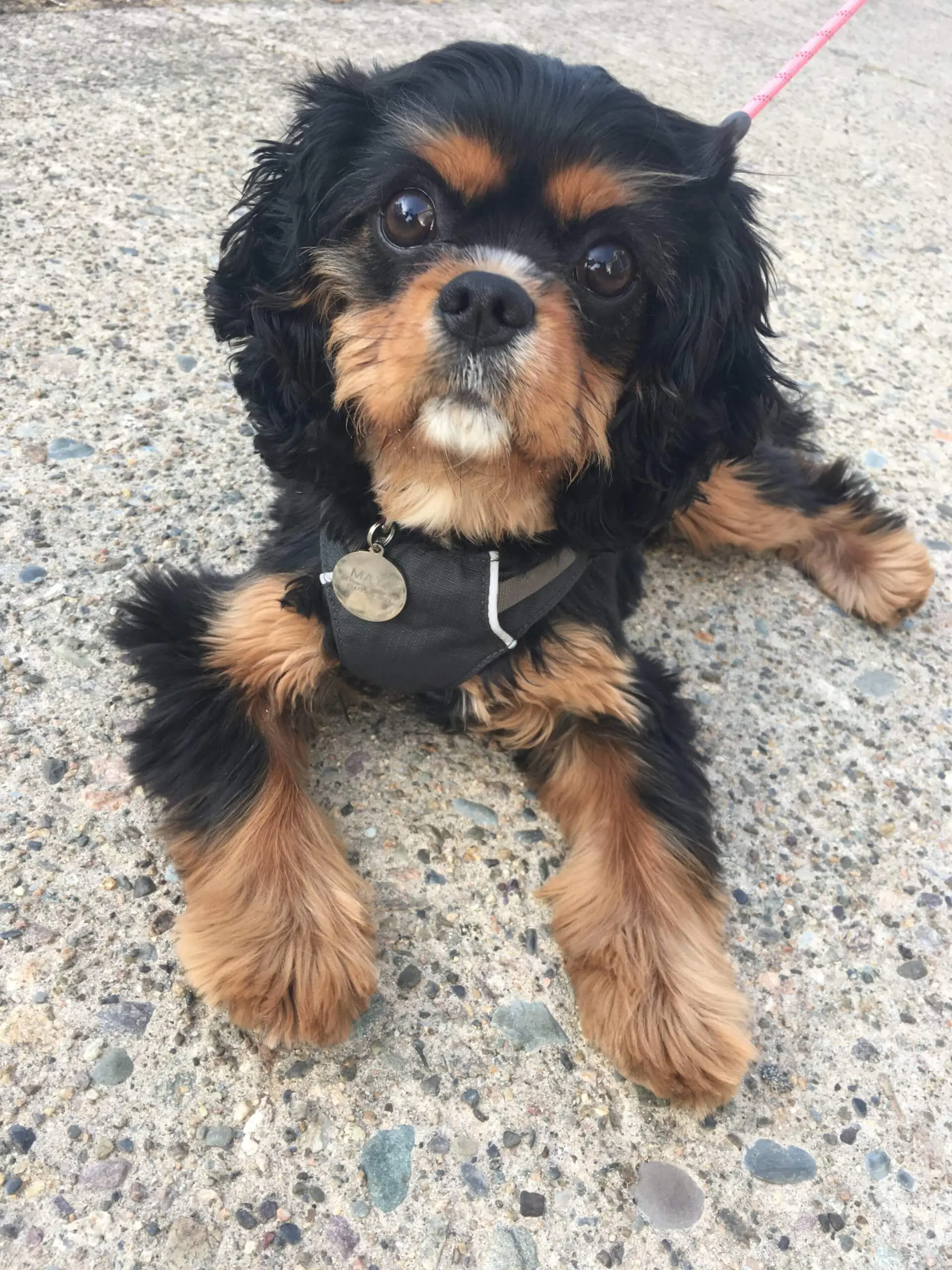 Fear-Free Dog Training!