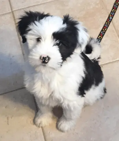 Raising a New Puppy