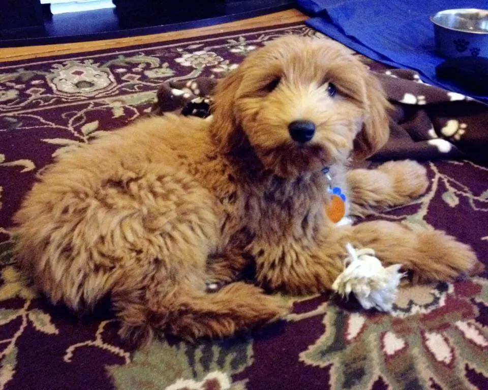 Puppy Plus Package