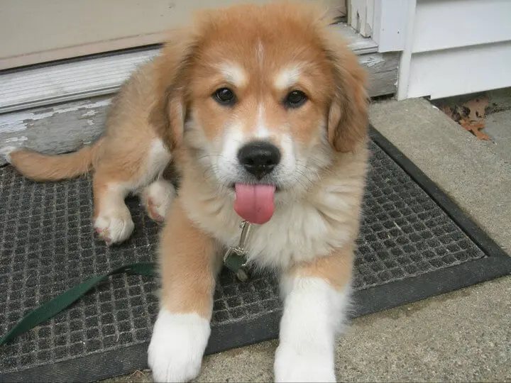New Puppy Training