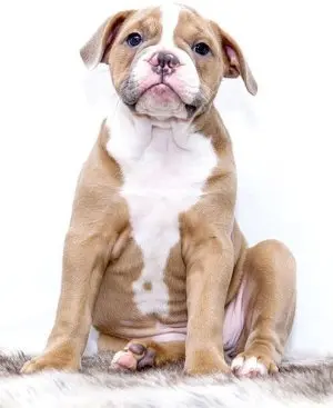 Puppy Boot Camp