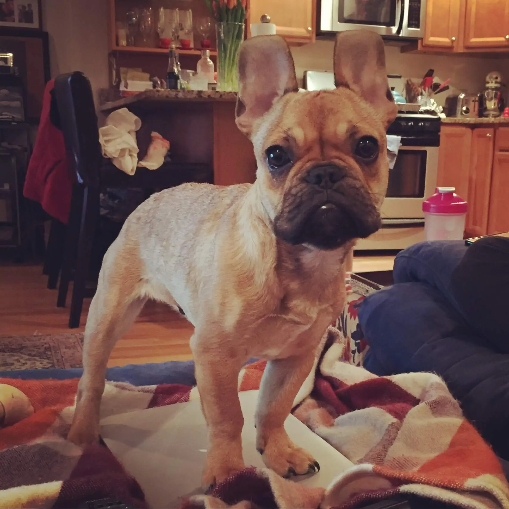 Puppy Class Update