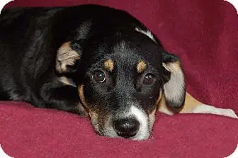 Training a New Rescue Dog