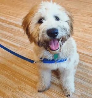 Puppy with tongue out