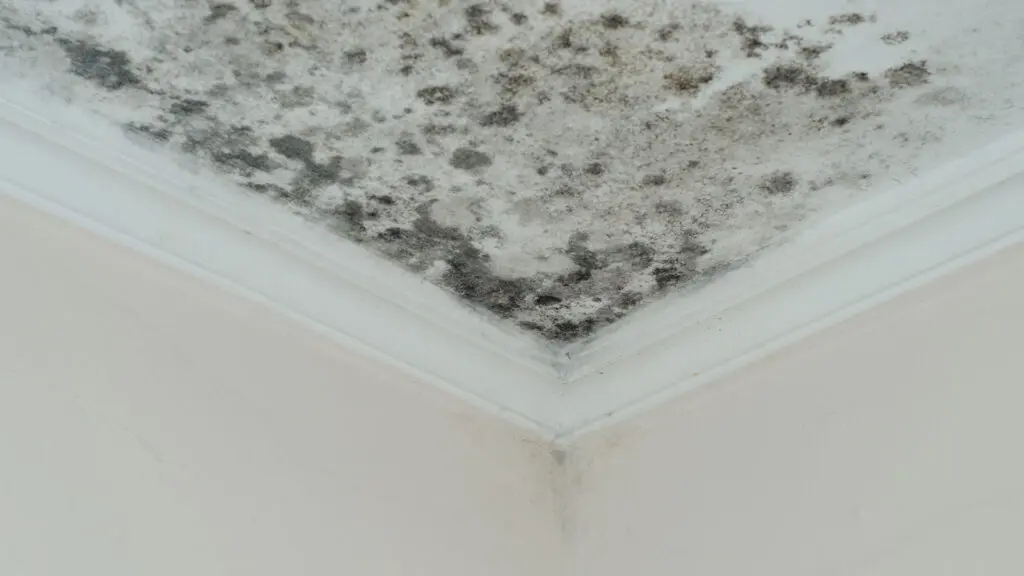 Mold Covered Roof and Wall