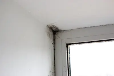 mold