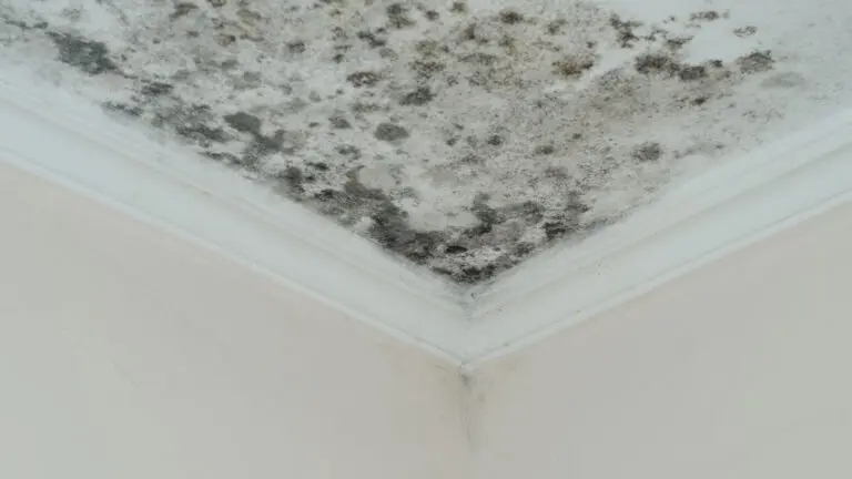 Mold Covered Roof and Wall