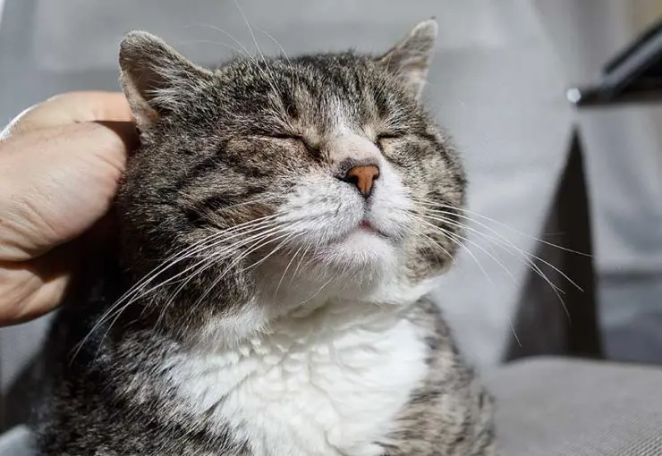 cat over grooming