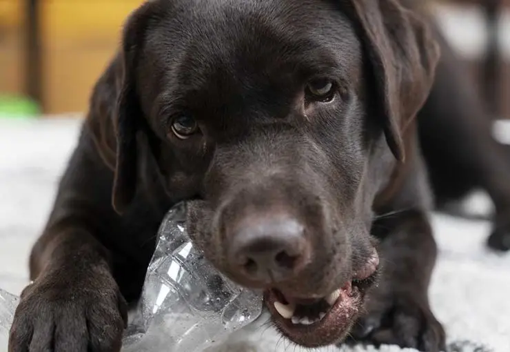how long can a dog go without drinking water