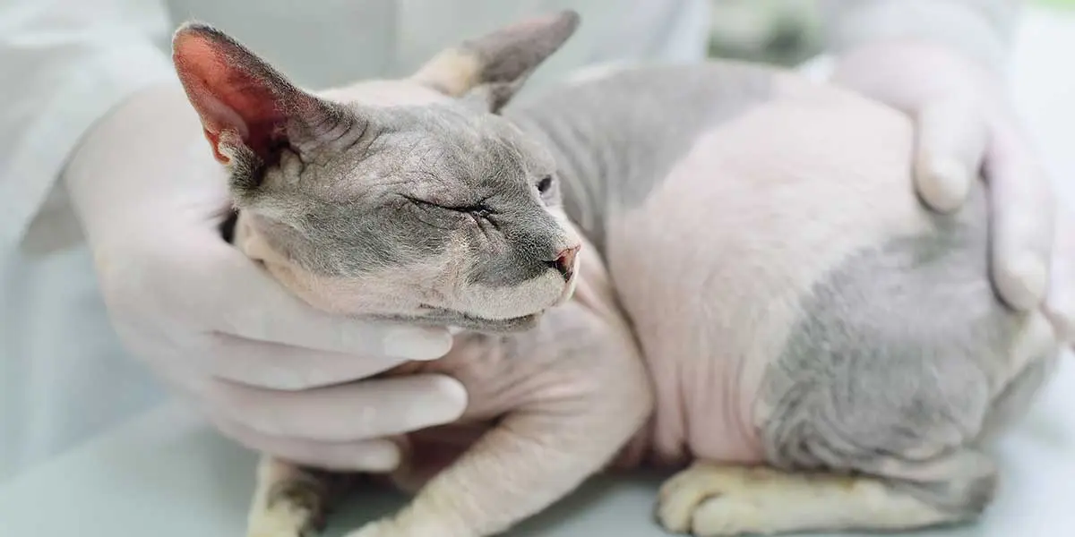 signs of kidney disease in cats