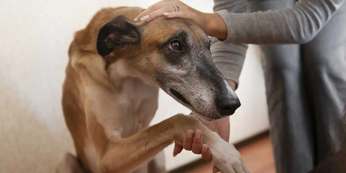 A owner gently comforts a senior dog by holding its front paw and petting its head to soothe joint discomfort.