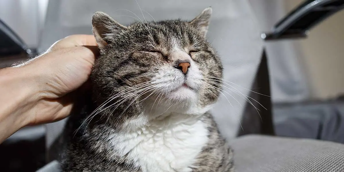 cat over grooming
